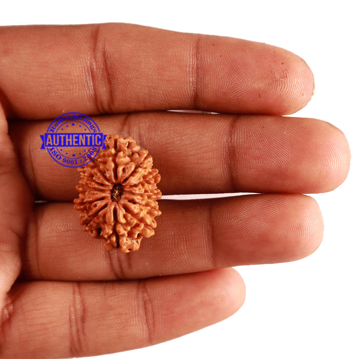 12 Mukhi Nepalese Rudraksha - Bead No 194