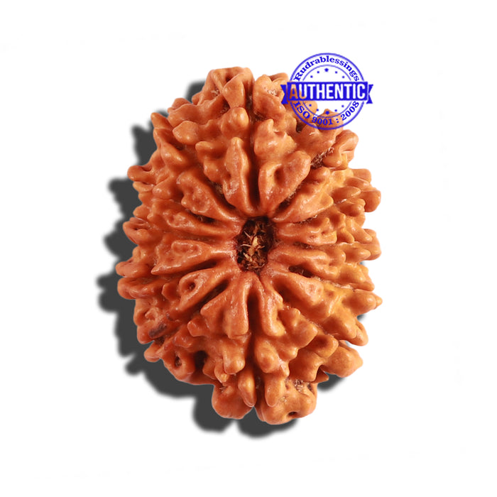 12 Mukhi Nepalese Rudraksha - Bead No 194