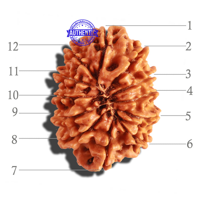 12 Mukhi Nepalese Rudraksha - Bead No 194