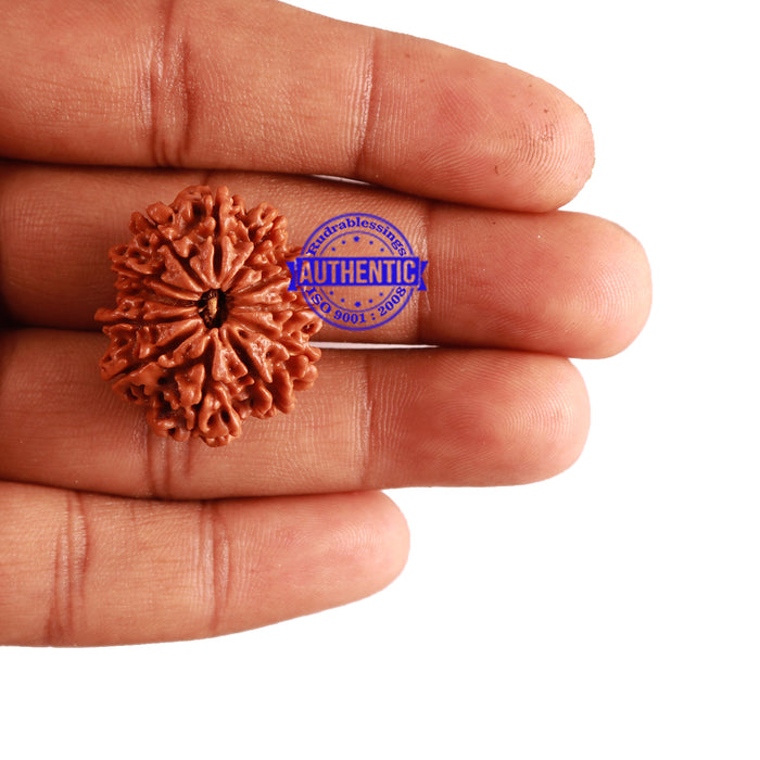 12 Mukhi Nepalese Rudraksha - Bead No 195