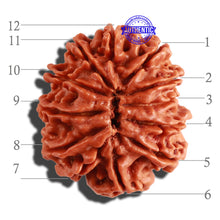 Load image into Gallery viewer, 12 Mukhi Nepalese Rudraksha - Bead No 195

