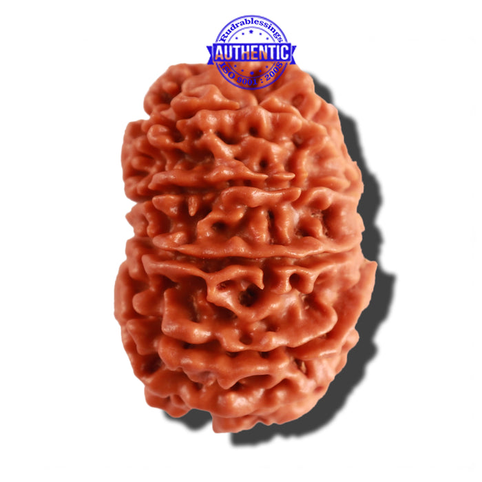 12 Mukhi Nepalese Rudraksha - Bead No 195