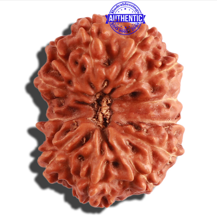 12 Mukhi Indonesian Rudraksha - Bead No. 196