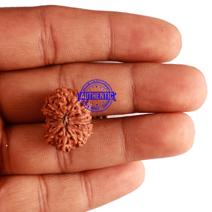 12 Mukhi Indonesian Rudraksha - Bead No. 196