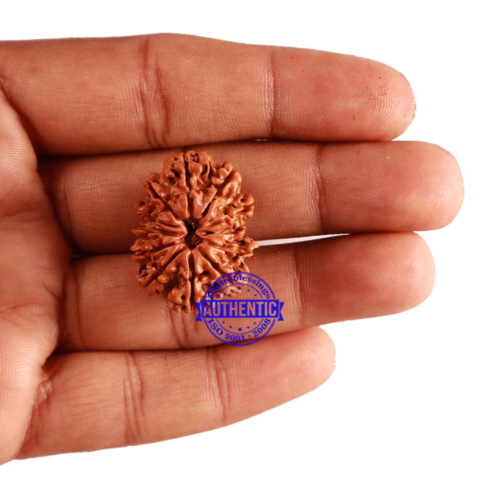 12 Mukhi Nepalese Rudraksha - Bead No 196