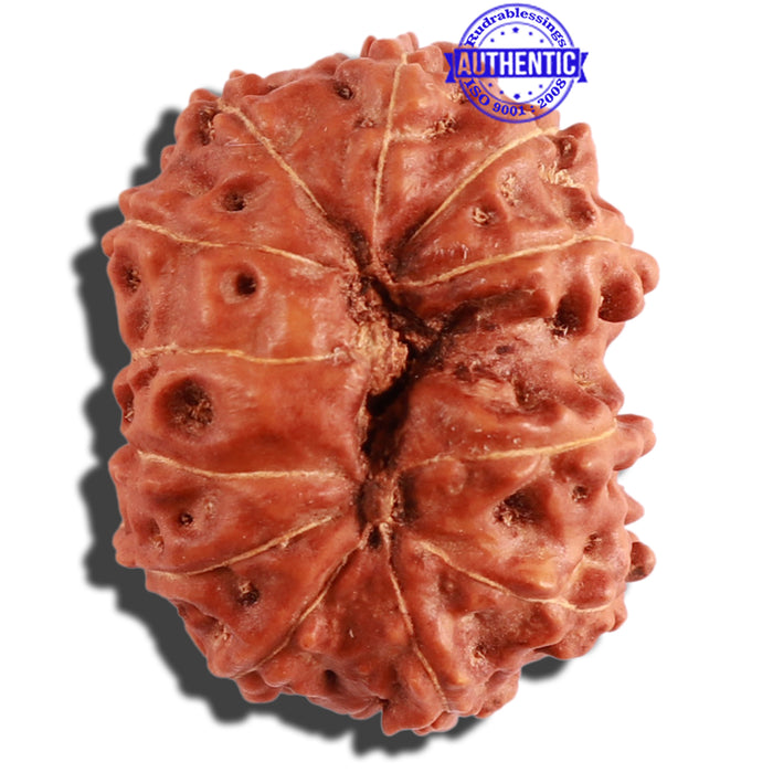 12 Mukhi Indonesian Rudraksha - Bead No. 196