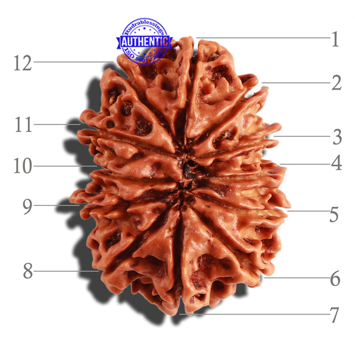 12 Mukhi Nepalese Rudraksha - Bead No 196
