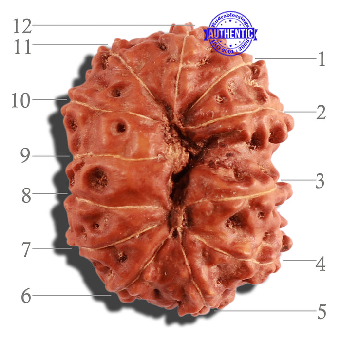 12 Mukhi Indonesian Rudraksha - Bead No. 196