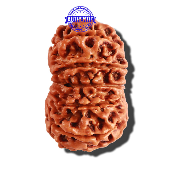 12 Mukhi Nepalese Rudraksha - Bead No 196
