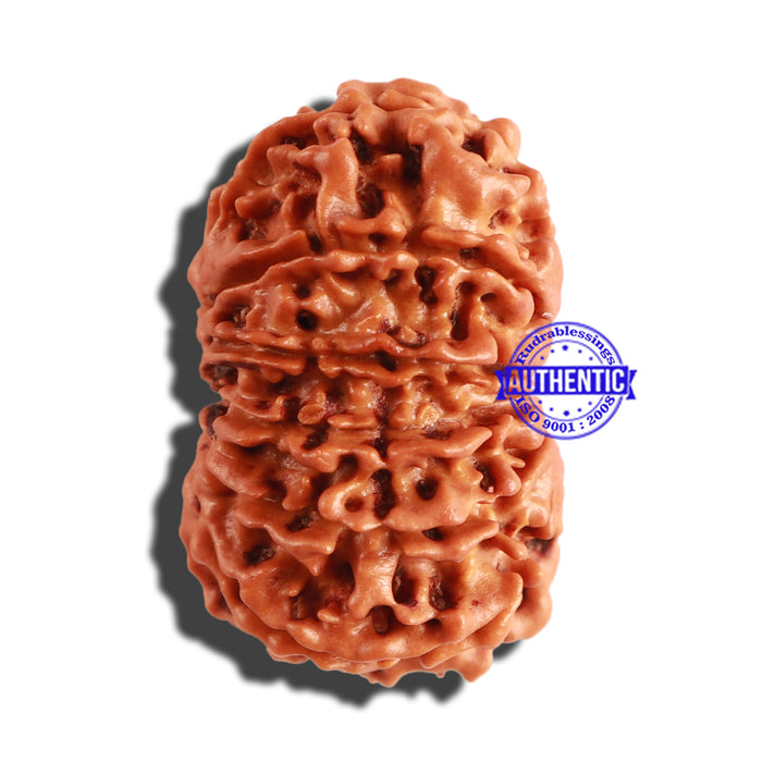 12 Mukhi Nepalese Rudraksha - Bead No 196