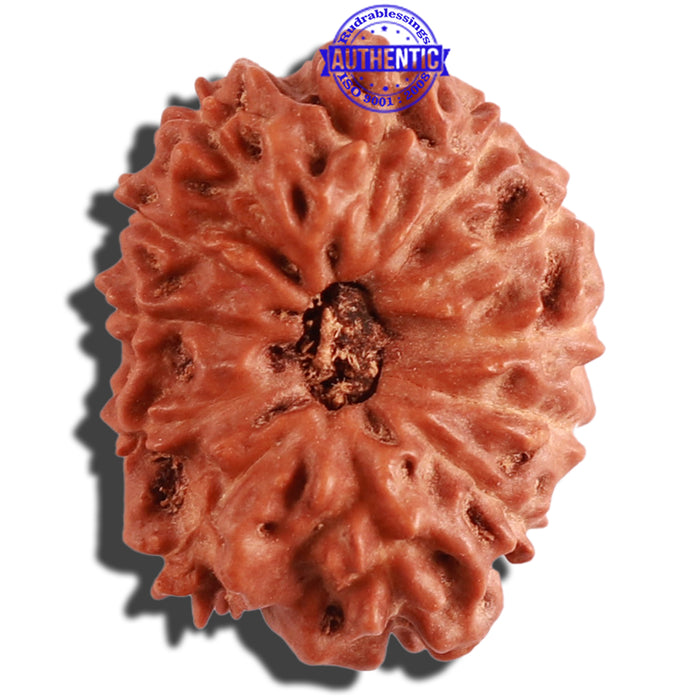 12 Mukhi Indonesian Rudraksha - Bead No. 197