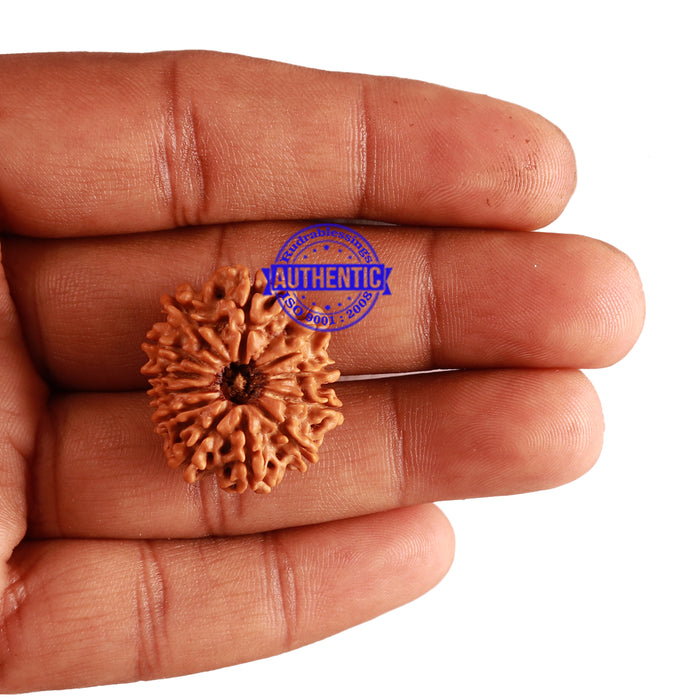 12 Mukhi Nepalese Rudraksha - Bead No 197