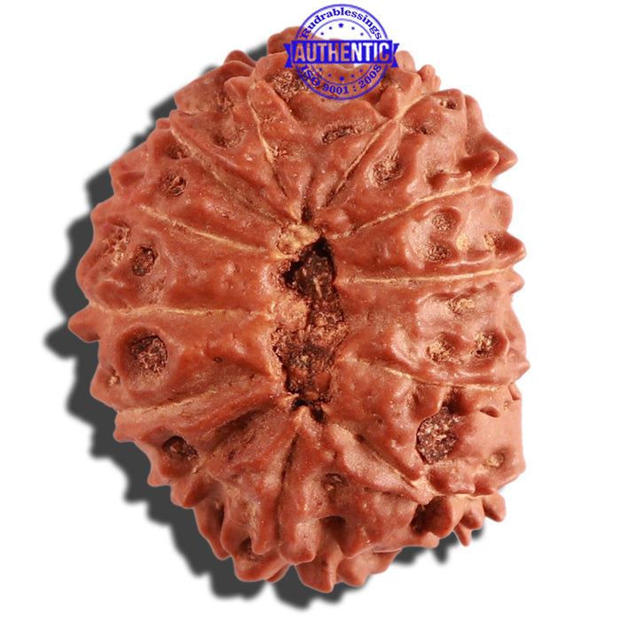 12 Mukhi Indonesian Rudraksha - Bead No. 197