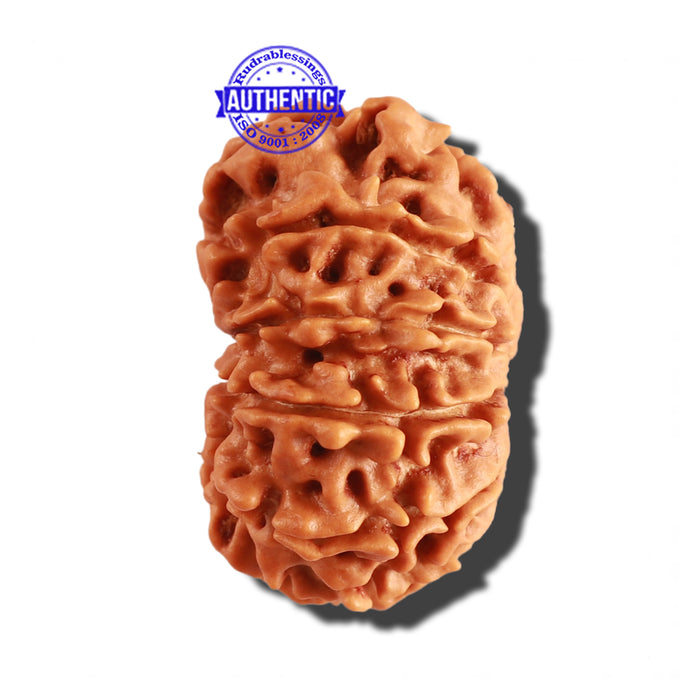 12 Mukhi Nepalese Rudraksha - Bead No 197