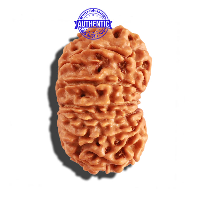 12 Mukhi Nepalese Rudraksha - Bead No 197