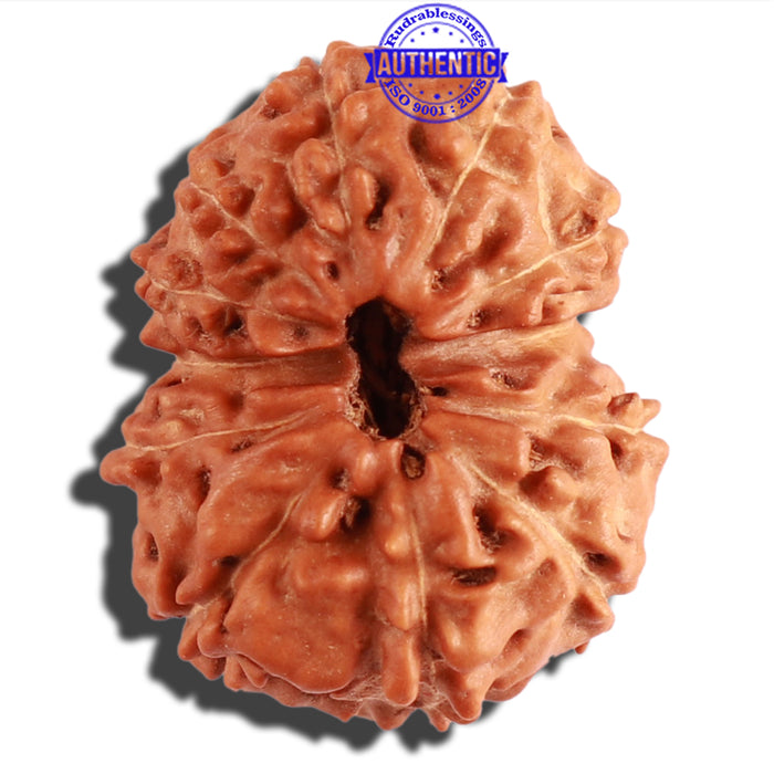 12 Mukhi Indonesian Rudraksha - Bead No. 198