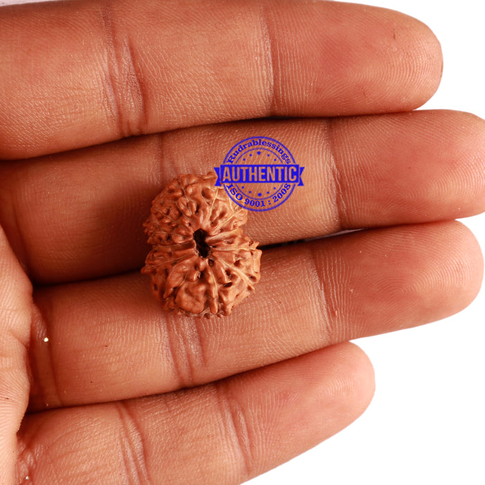 12 Mukhi Indonesian Rudraksha - Bead No. 198
