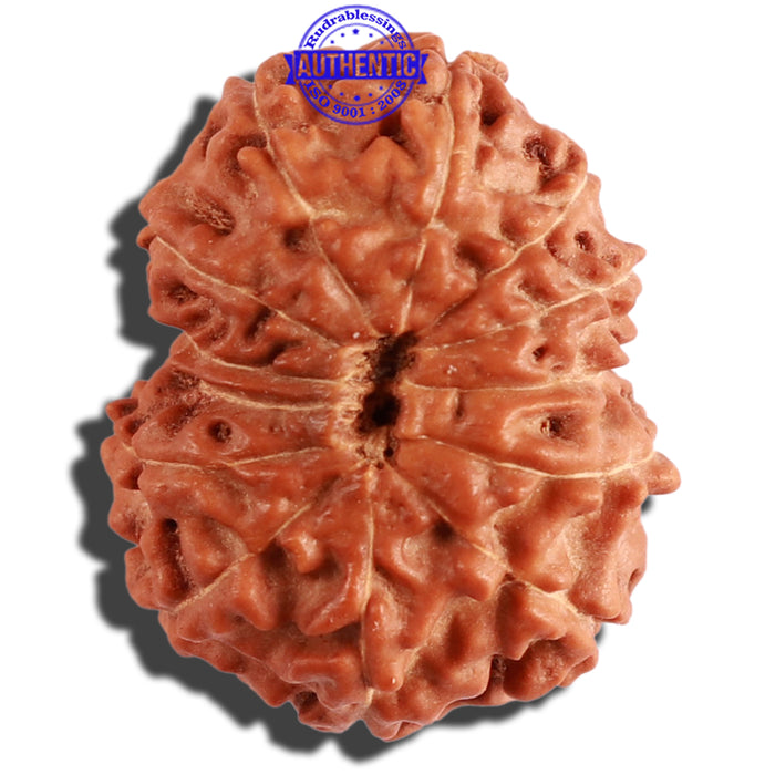 12 Mukhi Indonesian Rudraksha - Bead No. 198