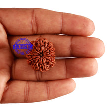 Load image into Gallery viewer, 12 Mukhi Nepalese Rudraksha - Bead No 199
