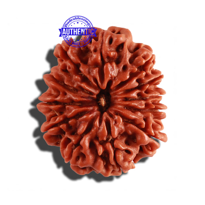 12 Mukhi Nepalese Rudraksha - Bead No 199