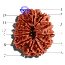 Load image into Gallery viewer, 12 Mukhi Nepalese Rudraksha - Bead No 199
