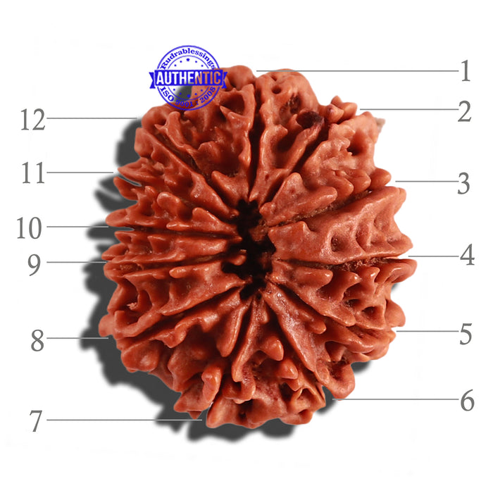 12 Mukhi Nepalese Rudraksha - Bead No 199