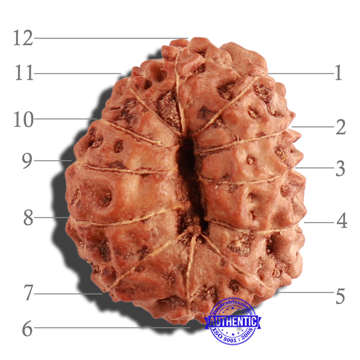 12 Mukhi Indonesian Rudraksha - Bead No. 199