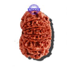 Load image into Gallery viewer, 12 Mukhi Nepalese Rudraksha - Bead No 199
