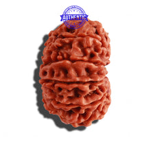 Load image into Gallery viewer, 12 Mukhi Nepalese Rudraksha - Bead No 199
