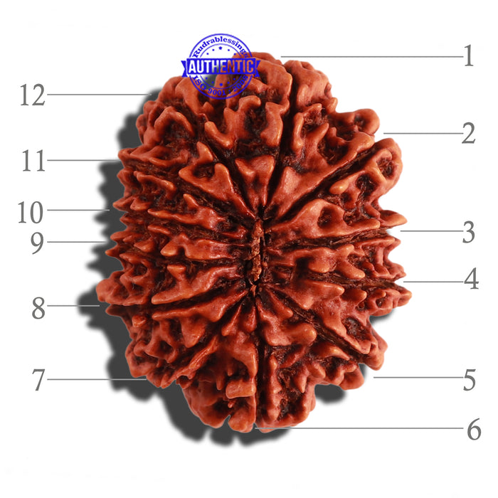 12 Mukhi Nepalese Rudraksha - Bead No. 20