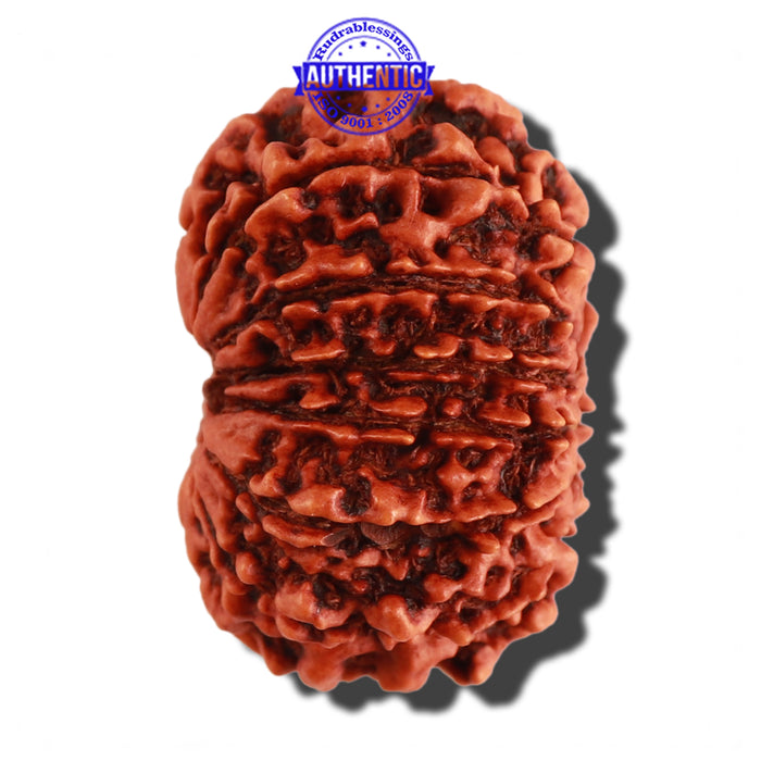 12 Mukhi Nepalese Rudraksha - Bead No. 20