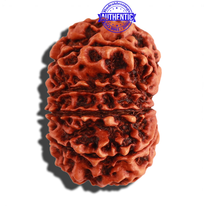 12 Mukhi Nepalese Rudraksha - Bead No. 20