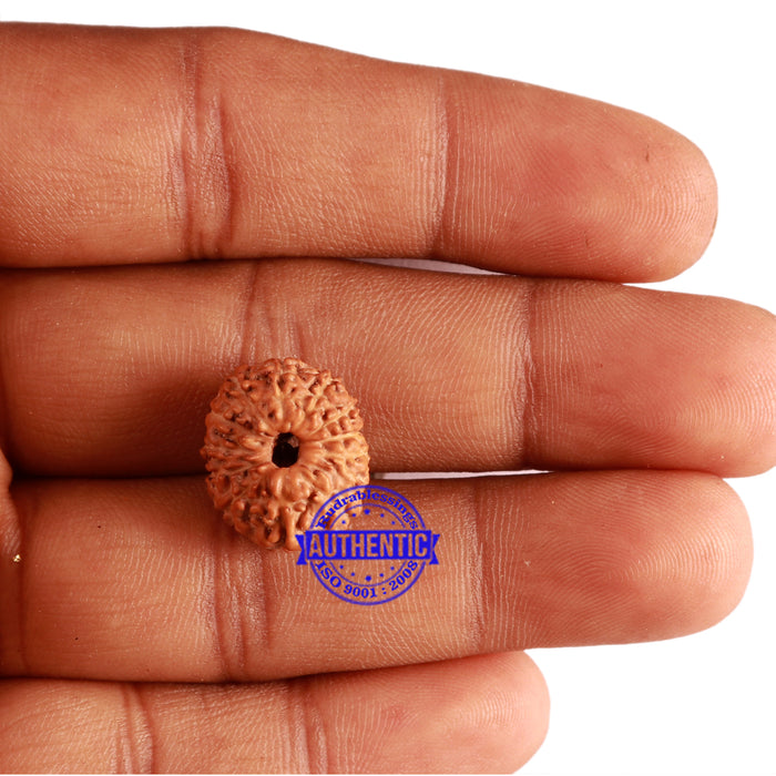 12 Mukhi Indonesian Rudraksha - Bead No. 200