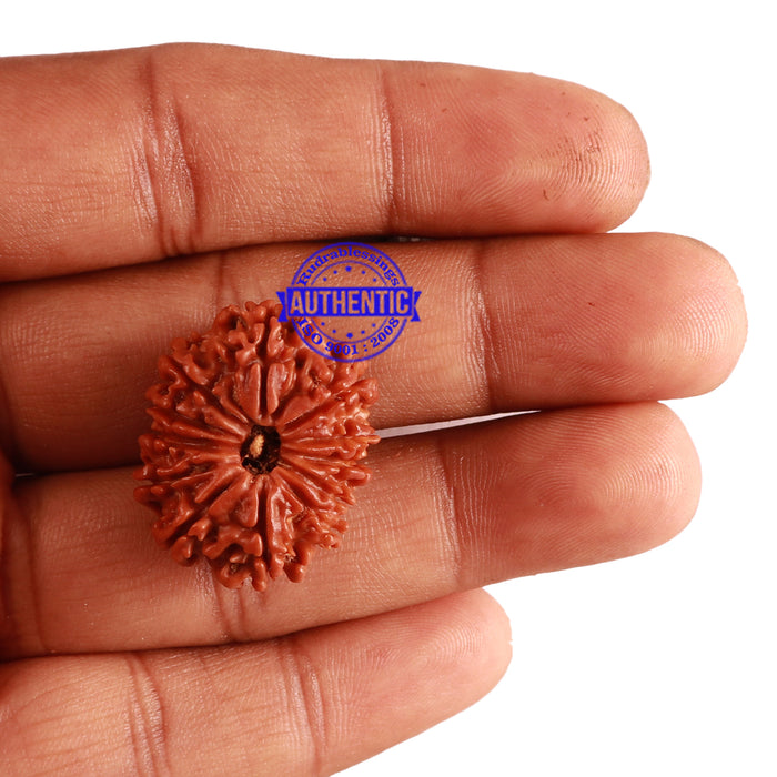 12 Mukhi Nepalese Rudraksha - Bead No 200
