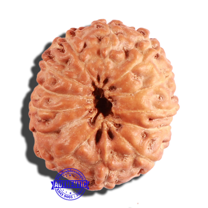 12 Mukhi Indonesian Rudraksha - Bead No. 200