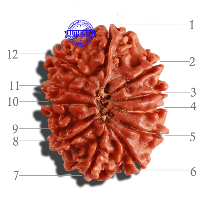 12 Mukhi Nepalese Rudraksha - Bead No 200