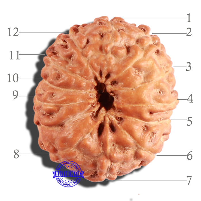12 Mukhi Indonesian Rudraksha - Bead No. 200