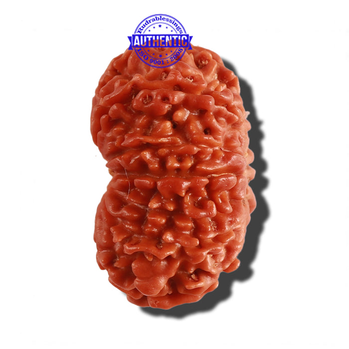 12 Mukhi Nepalese Rudraksha - Bead No 200