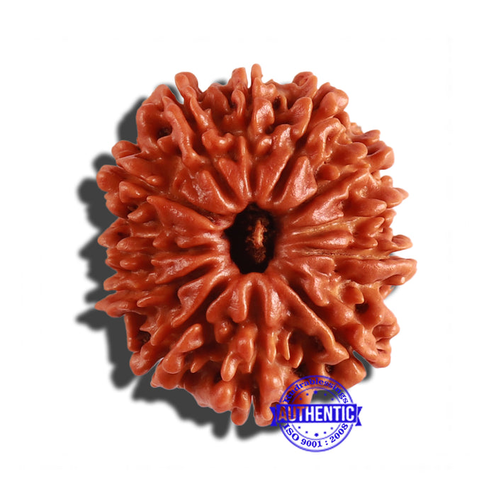 12 Mukhi Nepalese Rudraksha - Bead No 201