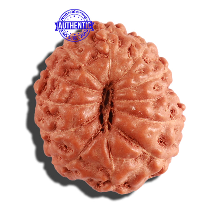 12 Mukhi Indonesian Rudraksha - Bead No. 201