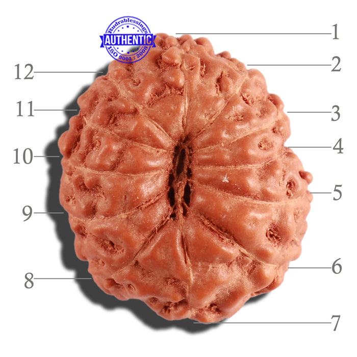 12 Mukhi Indonesian Rudraksha - Bead No. 201