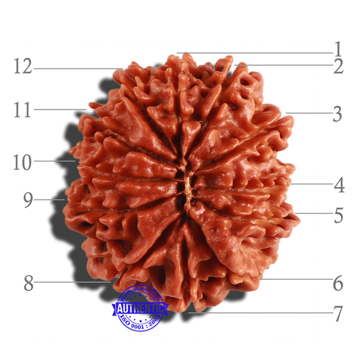 12 Mukhi Nepalese Rudraksha - Bead No 201
