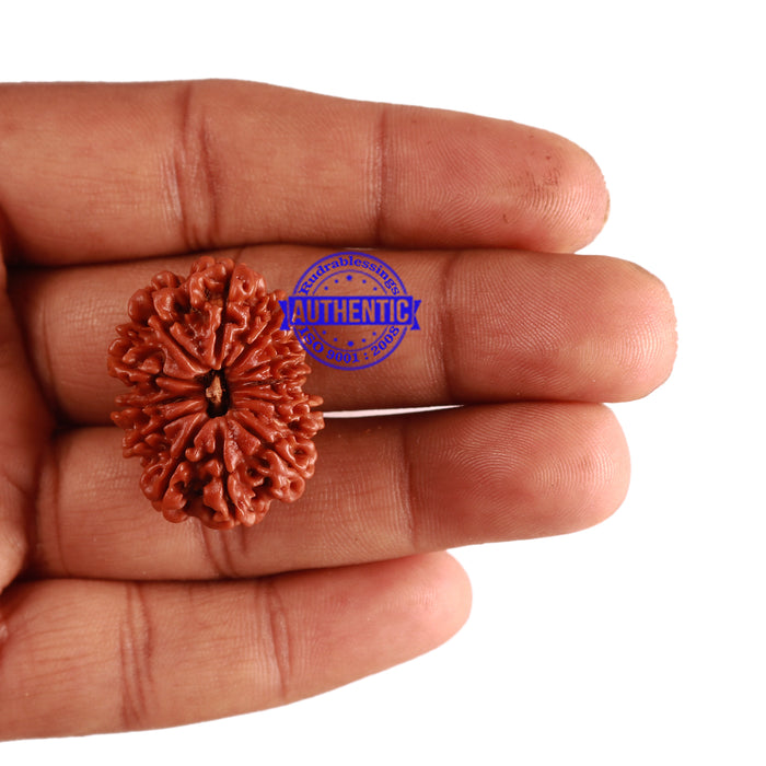 12 Mukhi Nepalese Rudraksha - Bead No 202