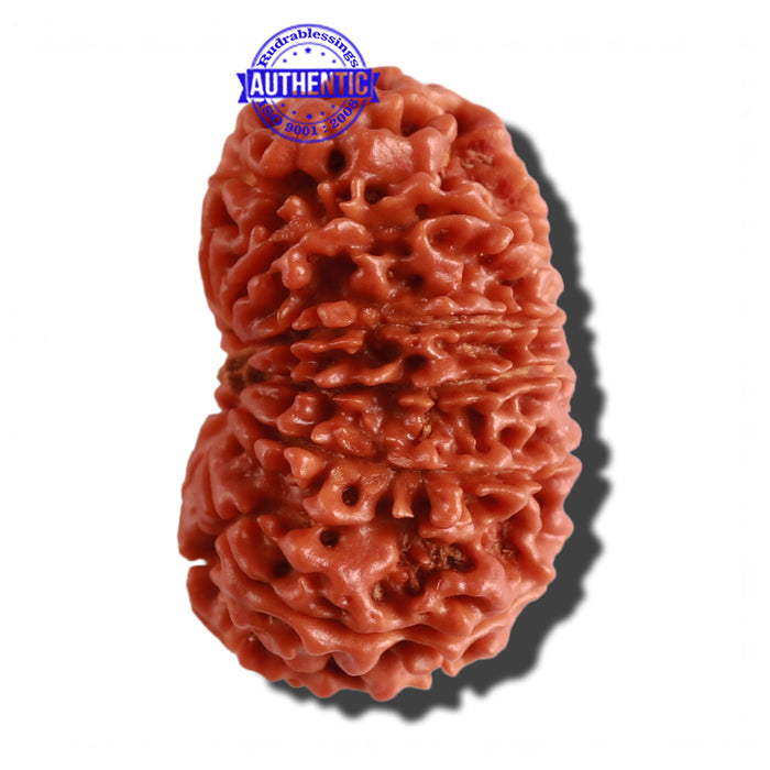 12 Mukhi Nepalese Rudraksha - Bead No 202
