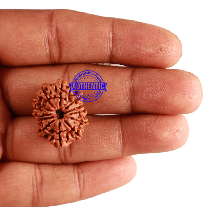 12 Mukhi Nepalese Rudraksha - Bead No 203