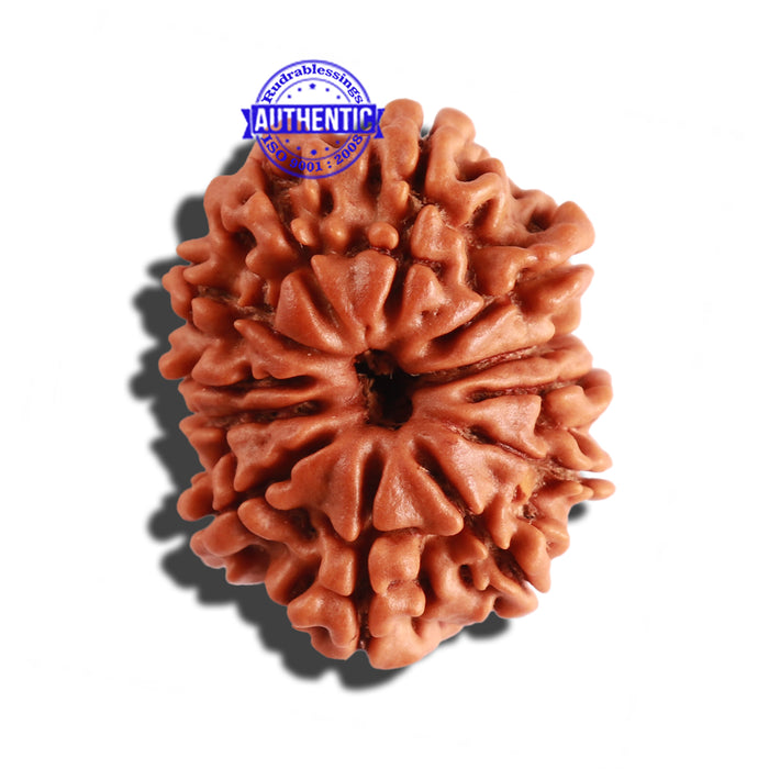 12 Mukhi Nepalese Rudraksha - Bead No 203