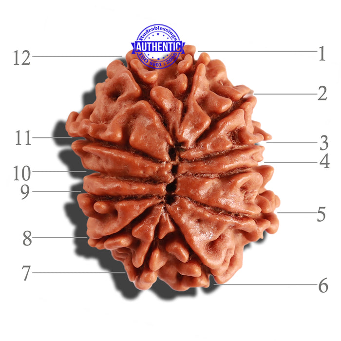 12 Mukhi Nepalese Rudraksha - Bead No 203