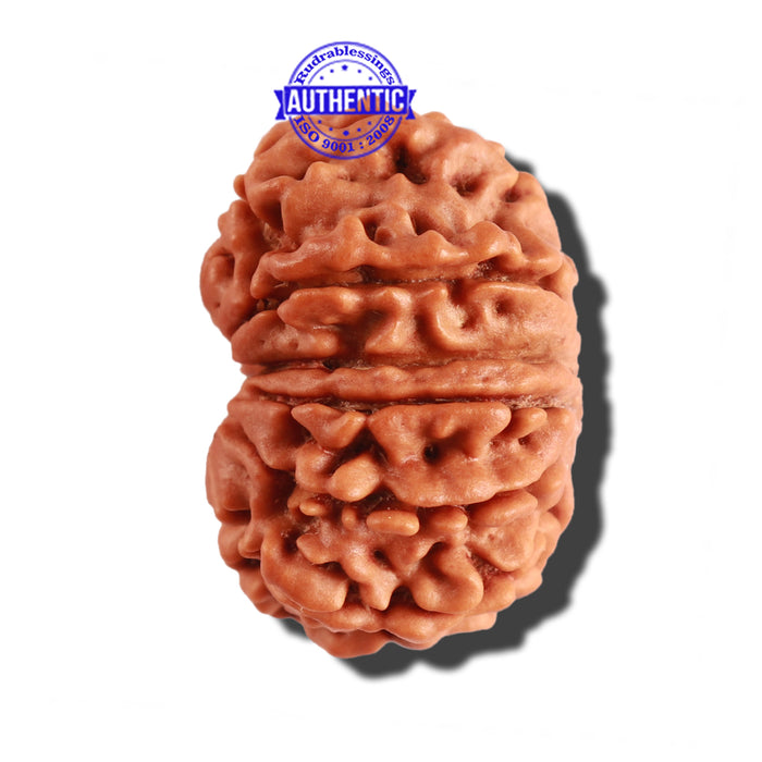 12 Mukhi Nepalese Rudraksha - Bead No 203