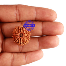 Load image into Gallery viewer, 12 Mukhi Nepalese Rudraksha - Bead No 204
