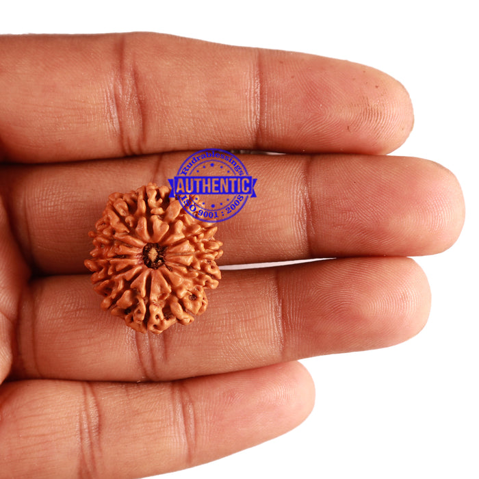 12 Mukhi Nepalese Rudraksha - Bead No 204